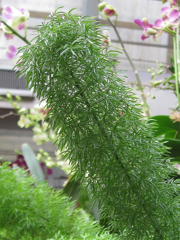 Foxtail Fern